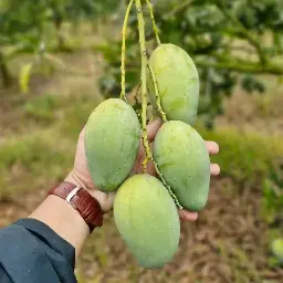 Amrapali Mango (আম্রপালি আম) (24 kg)